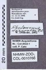 Etikette zu Phedomenus (Domenephus) decoratus (NHMW-ZOO-COL-0010766)